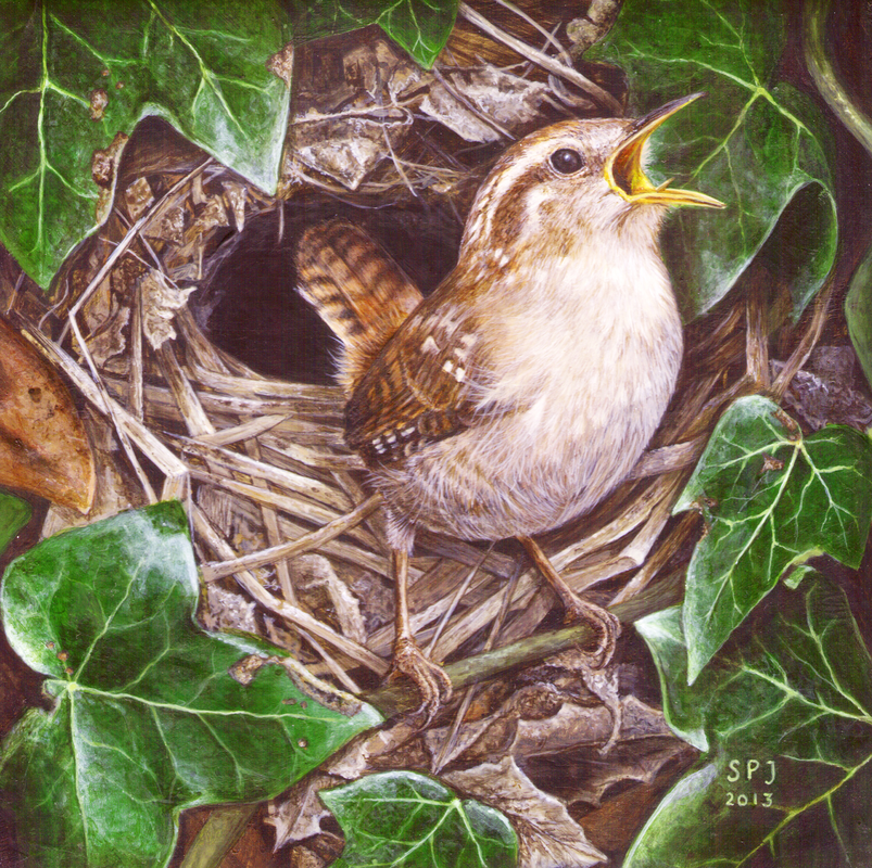 Picture of Wren on nest